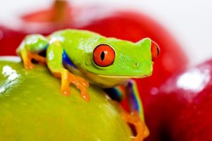 Green tree frog with big red eyes.