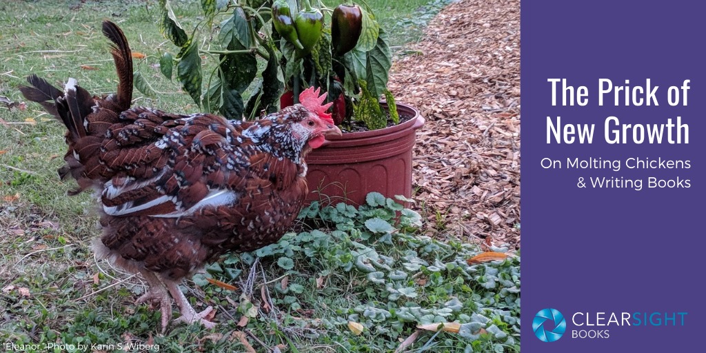 Image of scraggly looking molting chicken--the prick of new growth