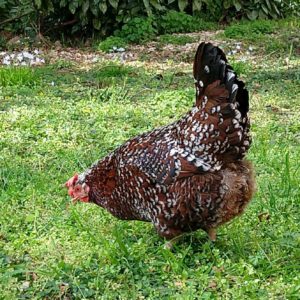 Speckled Sussex chicken fully feathered