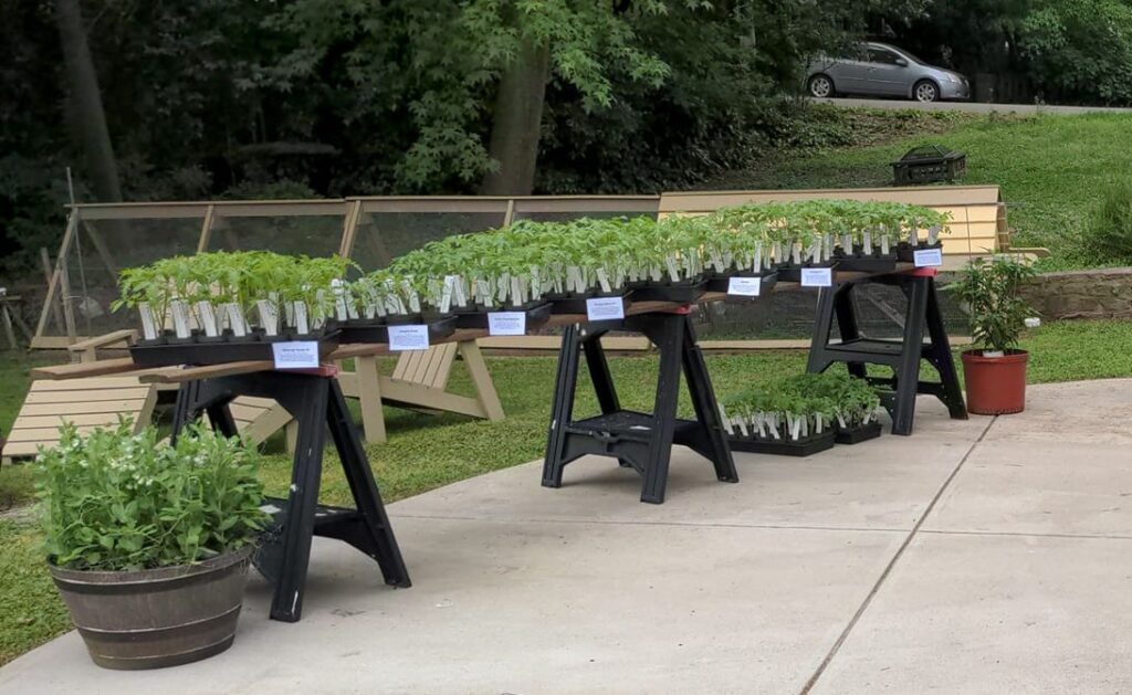 Ready for the plant sale: plants set up on tables, chicken coop in the background.