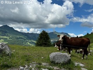 mountain view with brown and white cows in the right foreground