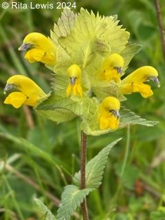 European yellow rattle: yellow flowers coming out of a big yellow leaf-like center--the yellow flowers look like birds or dolphins jumping out