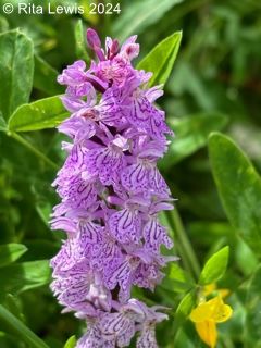 heath spotted orchid: light purple with dark purple design on the petals