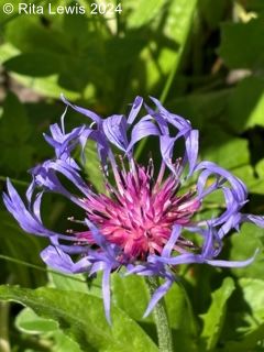 mountain bluet: spiny magenta center with blue-purple narrow twisty petals